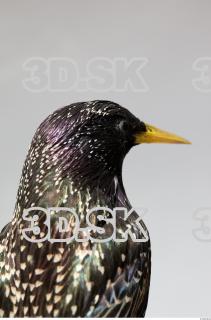 Starling-Sturnus vulgaris 0030